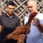 Guilherme esclarece que esses ovos não são vendidos para consumo, mas sim para fertilização, permitindo que outras pessoas iniciem a criação dessas aves. (Foto: Instagram)