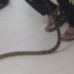 O homem chegou à UPA do Perequê sozinho, carregando a cobra viva em uma sacola plástica, conforme nota da Prefeitura de Guarujá. (Foto: X)