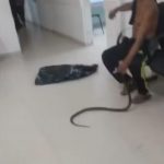 Imagens mostram o paciente segurando a cobra, que estava com a boca aberta, segundo informações do g1. (Foto: X)