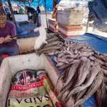 A Oceana reconhece o aumento significativo do orçamento do Ministério da Pesca e Aquicultura (MPA) em 2023, mas aponta que apenas 23% dos R$ 188,7 milhões previstos foram efetivamente gastos até a conclusão do relatório. (Foto: Agência Brasil)