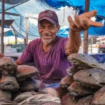 Divulgado na quinta-feira (22), o relatório mostra que apenas 52% das 135 espécies de interesse econômico têm dados suficientes para estimar o tamanho do estoque, mortalidade por pesca e biomassa. (Foto: Agência Brasil)