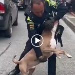 As imagens mostram o pitbull mordendo o braço do policial, que tenta controlar o animal sem sucesso. (Foto: Instagram)