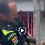 De porte médio, a raça injustamente possui sua imagem atrelada a um comportamento agressivo, mas na verdade é um animal dócil, companheiro e esperto. (Foto: Instagram)