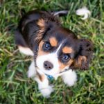 Para fortalecer seu pedido, a tutora apresentou vídeos, fotos e documentos, incluindo exames que comprovam o nome do ex-marido como cliente e proprietário do animal. (Foto: Unsplash)