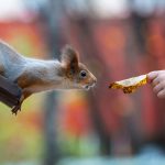 Nombulelo relatou que, ao notar algo estranho no pão, enviou fotos para amigos e foi alertada de que se tratava de um rato. (Foto: Unsplash)