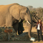 Resgate do Coração: O casamento de Kate acaba de repente, e ela resolve fazer uma viagem sozinha para a África. Lá, ela encontra um novo objetivo de vida e, quem sabe, um novo amor. (Foto: Divulgação)