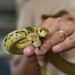 Embora o astro fosse raramente visto em público com o réptil, ele falava dele com frequência. Cage, no entanto, acabou doando-a ao Zoológico de Audubon porque as duas cabeças continuavam brigando por causa das refeições. (Foto: Divulgação/Instagram)