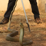 O astro chegou ao ponto de possuir uma cobra albina chamada Blink. (Foto: Divulgação/Prime Video)