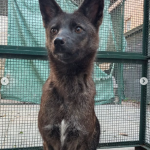 Numa primeira análise, o especialista identificou a vítima do acidente de trânsito como uma espécie silvestre. (Foto: Centro de Conservação e Reabilitação de Animais Selvagens)