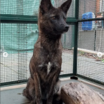 Em 2021, um animal parecido com um cachorro foi encontrado atropelado numa estrada localizada no município de Vacaria, no Rio Grande do Sul. (Foto: Centro de Conservação e Reabilitação de Animais Selvagens)