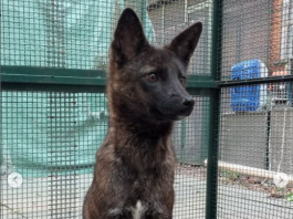 Em 2021, um animal parecido com um cachorro foi encontrado atropelado numa estrada localizada no município de Vacaria, no Rio Grande do Sul. (Foto: Centro de Conservação e Reabilitação de Animais Selvagens)