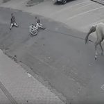 O incidente ocorreu na terça-feira (8), próximo à Associação Frei Eucário, no bairro Vila Planalto. (Foto: PMMS)