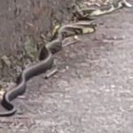 A psicóloga Catarina Gewehr registrou a cena inusitada em vídeo, apesar do susto inicial. (Foto: Tiktok)