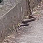 Conhecida como uma das cobras mais rápidas do Brasil, a caninana (Spilotes pullatus) não é venenosa e ajuda no controle da população de roedores. (Foto: Tiktok)