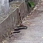 Catarina considerou chamar o Corpo de Bombeiros para o resgate, mas optou por não intervir ao perceber que a cobra seguia em direção à vegetação, retornando ao seu habitat natural. (Foto: Tiktok)