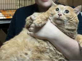 Kroshik vivia no porão de um hospital e pesava mais de 17 quilos, muito acima do peso saudável para gatos, que é, em média, 5 quilos. (Foto: Instagram)