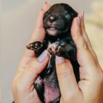 A gestação canina dura, em média, de 58 a 68 dias. (Foto: Instagram)