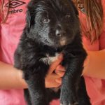 A tutora percebeu que a cachorra ficou no cio durante o período de férias da família, quando passou dois fins de semana em um hotel para pets. (Foto: Instagram)