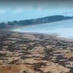 Um vídeo gravado por um frequentador local mostra milhares de insetos cobrindo a praia e até boiando na água. (Foto: TV Globo)