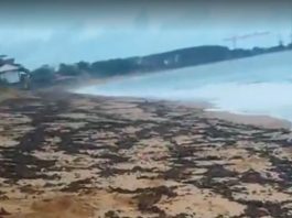 Um vídeo gravado por um frequentador local mostra milhares de insetos cobrindo a praia e até boiando na água. (Foto: TV Globo)