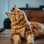 O gato não conseguia mais se locomover devido ao peso, consequência de uma dieta inadequada à base de sopa e biscoitos, o que o levou a desenvolver problemas de saúde e engasgos frequentes. (Foto: Unsplash)