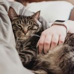 "Ao morrer, ele não estava sozinho. Até seu último suspiro, os melhores veterinários lutaram pela sua vida", complementou a clínica em nota. (Foto: Unsplash)