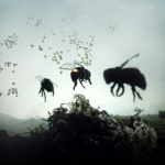 Vanishing of the Bees, 2009. (Foto: Divulgação)