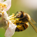 A Bee's Diary: Cientistas estão aprendendo que cada abelha em uma colmeia é um indivíduo, com sua própria personalidade. (Foto: Divulgação)