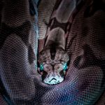 Segundo o herpetólogo Alex Giordano Bergmann, embora o tamanho exato da caninana não seja identificável nas imagens, essa espécie pode chegar a até três metros de comprimento. (Foto: Unsplash)