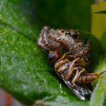 As aranhas, pertencentes à família Theraphosidae, conhecida como caranguejeiras, foram enviadas ao Laboratório de Coleções Zoológicas do Instituto Butantã, onde serão examinadas e possivelmente incluídas em projetos de pesquisa científica. (Foto: Unsplash)