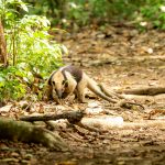 Situações semelhantes ocorreram recentemente: no sábado (26), outro tamanduá-mirim foi resgatado na Vila Maria, enquanto vagava pela Rua Rio Brilhante, em frente ao fórum. (Foto: Unsplash)