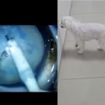 O vídeo compartilhado pelo veterinário Thiago Ferreira, de Florianópolis (SC), mostra o momento emocionante da reação do animal ao enxergar novamente, encantando os internautas. (Foto: Instagram)