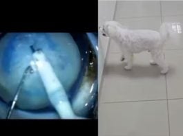 O vídeo compartilhado pelo veterinário Thiago Ferreira, de Florianópolis (SC), mostra o momento emocionante da reação do animal ao enxergar novamente, encantando os internautas. (Foto: Instagram)