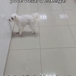 Para muitos, a alegria do cãozinho ao voltar a enxergar é indescritível, e o vídeo segue inspirando mensagens de carinho e gratidão. (Foto: Instagram)