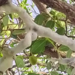 Em Juazeiro do Norte, no Ceará, um fenômeno curioso atraiu a atenção dos moradores: galhos de árvores cobertos por uma espessa espuma branca, semelhante ao gelo. (Foto: Reprodução)