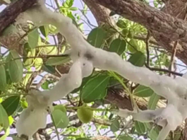 Em Juazeiro do Norte, no Ceará, um fenômeno curioso atraiu a atenção dos moradores: galhos de árvores cobertos por uma espessa espuma branca, semelhante ao gelo. (Foto: Reprodução)