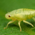 A substância esbranquiçada protege as larvas contra predadores e calor. (Foto: Reprodução)