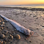 O peixe-remo, conhecido como “Peixe do Juízo Final”, chamou atenção nos Estados Unidos após surgir na praia de Grandview Beach, em Encinitas, Califórnia, no dia 6 de novembro. (Foto: Divulgação)