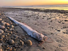 O peixe-remo, conhecido como “Peixe do Juízo Final”, chamou atenção nos Estados Unidos após surgir na praia de Grandview Beach, em Encinitas, Califórnia, no dia 6 de novembro. (Foto: Divulgação)