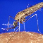 E se os mosquitos, em vez de transmitirem doenças, prevenissem infecções? Cientistas na Holanda desenvolveram uma vacina inovadora contra a malária, aplicada diretamente por picadas de mosquitos geneticamente modificados. (Foto: James Gathany, Public domain, via Wikimedia Commons)