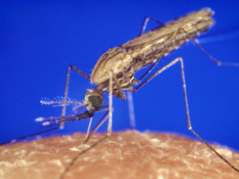 E se os mosquitos, em vez de transmitirem doenças, prevenissem infecções? Cientistas na Holanda desenvolveram uma vacina inovadora contra a malária, aplicada diretamente por picadas de mosquitos geneticamente modificados. (Foto: James Gathany, Public domain, via Wikimedia Commons)