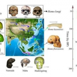 Um pesquisador da Universidade do Havaí diz ter encontrado uma nova espécie humana antiga chamada Homo juluensis. (Foto: Reprodução)