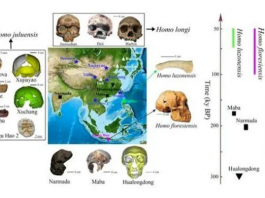 Um pesquisador da Universidade do Havaí diz ter encontrado uma nova espécie humana antiga chamada Homo juluensis. (Foto: Reprodução)