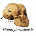 Com isso, os restos mortais de 16 indivíduos analisados pelo pesquisador apresentavam cabeças e dentes grandes, além de crânios largos. As medidas de suas cabeças eram maiores que as dos neandertais e do Homo sapiens. (Foto: Reprodução)