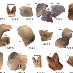 O pesquisador propõe que a nova espécie inclua a população Denisovan, cujas evidências de DNA de alguns restos físicos encontrados na Sibéria e de fósseis encontrados no Tibete e no Laos auxiliaram sua descoberta. (Foto: Reprodução)