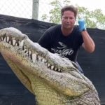 Após a picada, Dingo sofreu um choque anafilático e foi levado à UTI. (Foto: Instagram)