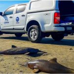 Até o momento, 31 carcaças de golfinhos foram localizadas em Florianópolis, e a pesca e o lixo são apontados como principais fatores relacionados a essas mortes. (Foto:Instagram)