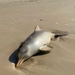 O último golfinho encontrado morto foi em 1º de novembro, na Praia Brava, no norte de Florianópolis. (Foto: TV Globo)