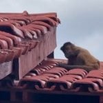 O animal quebrou garrafas, furtou alimentos e foi flagrado bebendo álcool em gel em uma das residências. (Foto: TV Globo)