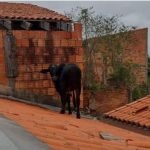 Pela manhã, o animal apareceu no alto da casa de uma família, causando espanto. (Foto: Andressa Souza)